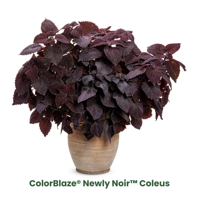 'Fall Coleus Mix' 6.5 Inch Combination