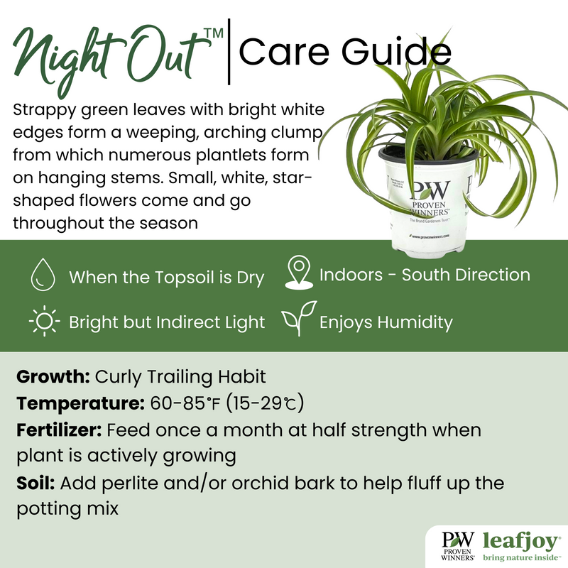 leafjoy littles™ Night Out™ Spider Plant (Chlorophytum comosum) - New Proven Winners® Product 2024