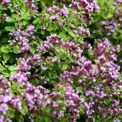 'Drops of Jupiter' Ornamental Oregano (Origanum hybrid)