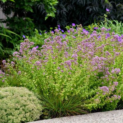 'Drops of Jupiter' Ornamental Oregano (Origanum hybrid)