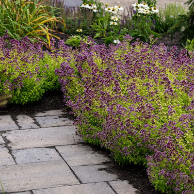 'Drops of Jupiter' Ornamental Oregano (Origanum hybrid)