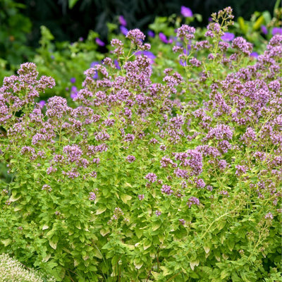 'Drops of Jupiter' Ornamental Oregano (Origanum hybrid)