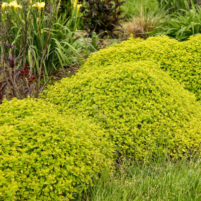 'Drops of Jupiter' Ornamental Oregano (Origanum hybrid)