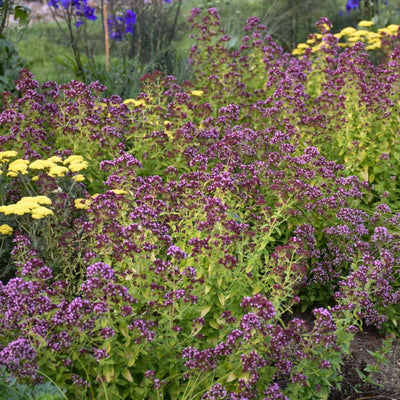 'Drops of Jupiter' Ornamental Oregano (Origanum hybrid)