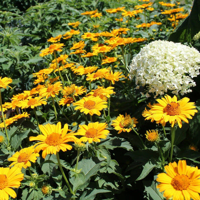 Bright Lights Yellow African Daisy up close.