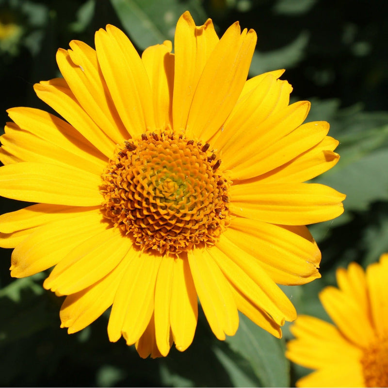 Bright Lights Yellow African Daisy up close.