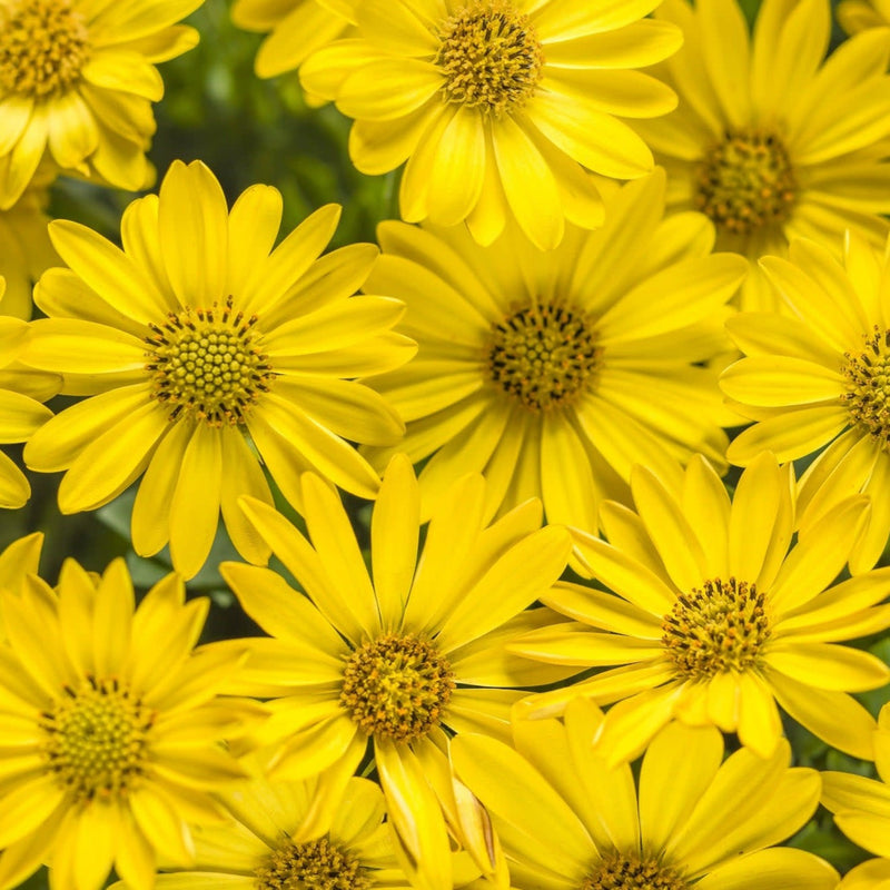 Bright Lights Yellow African Daisy up close.