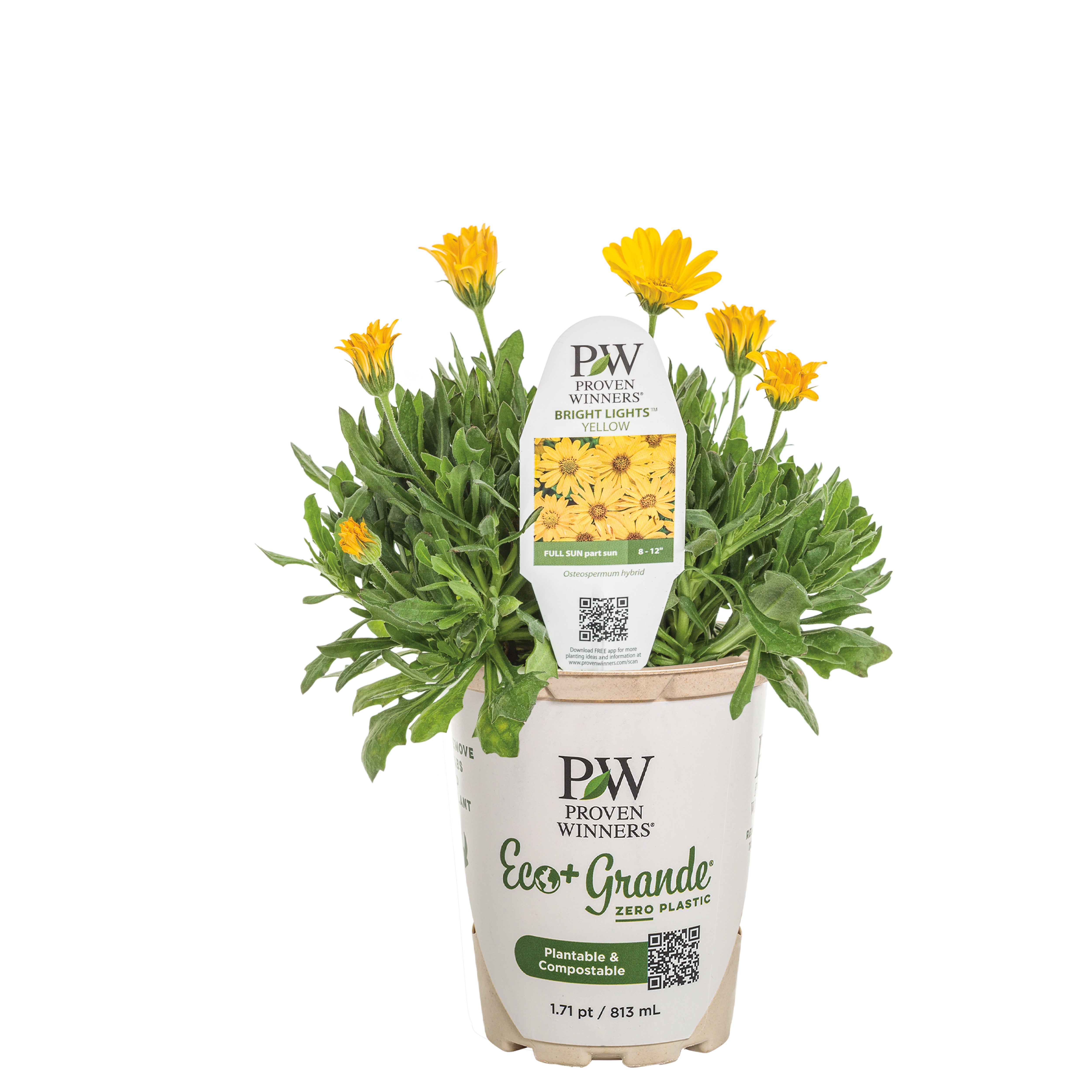 African Daisy | Bright Lights™ Yellow | Proven Winners® Annuals