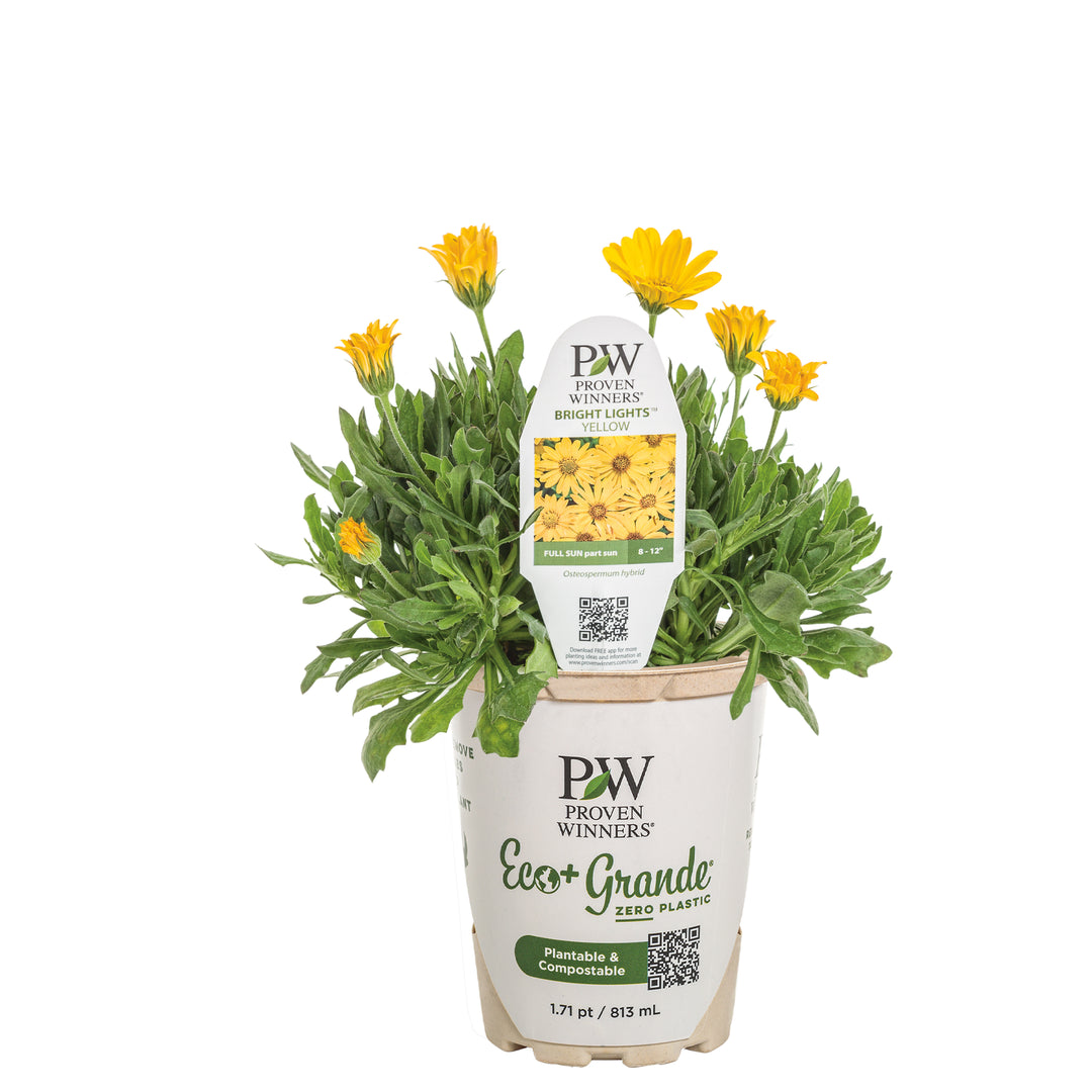 Bright Lights™ Yellow African Daisy (Osteospermum)