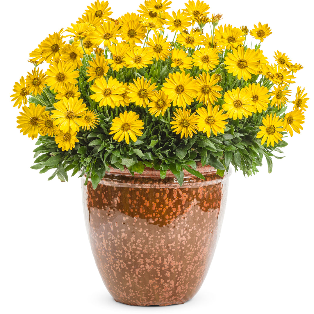 Bright Lights™ Yellow African Daisy (Osteospermum)