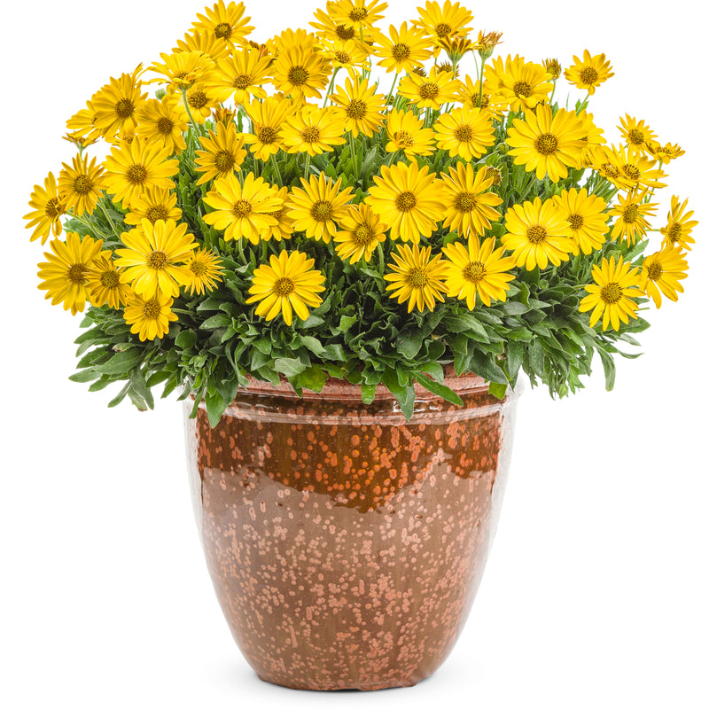 Bright Lights™ Yellow African Daisy (Osteospermum hybrid)