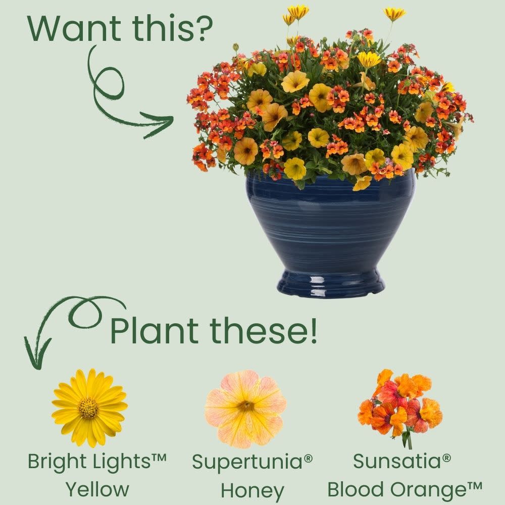 Bright Lights™ Yellow African Daisy (Osteospermum)
