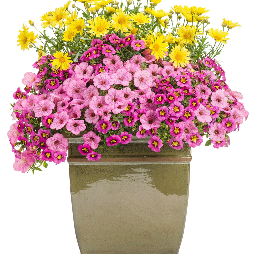 African Daisy | Bright Lights™ Yellow | Proven Winners® Annuals