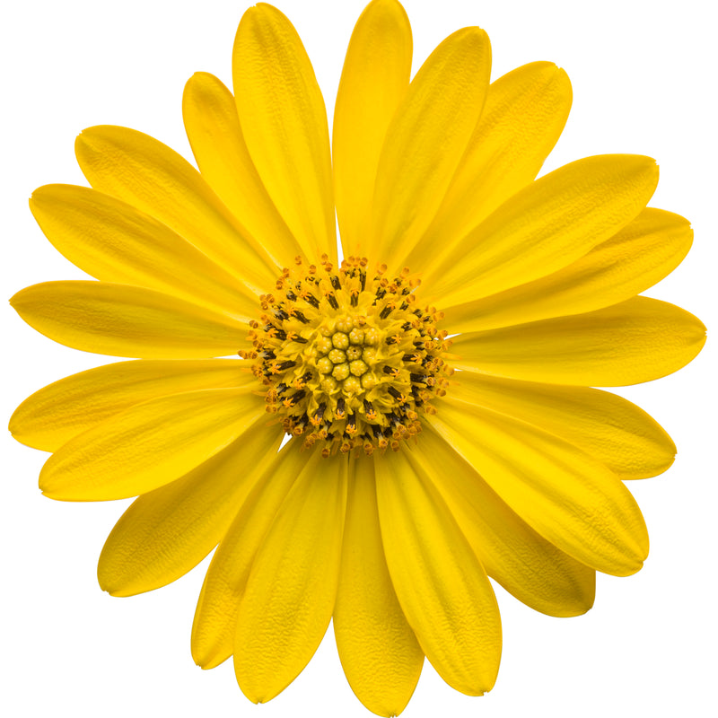 Bright Lights™ Yellow African Daisy (Osteospermum hybrid)