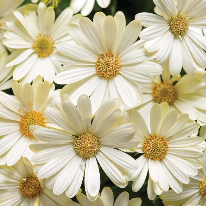 African Daisy | Bright Lights™ White | Proven Winners® Annuals