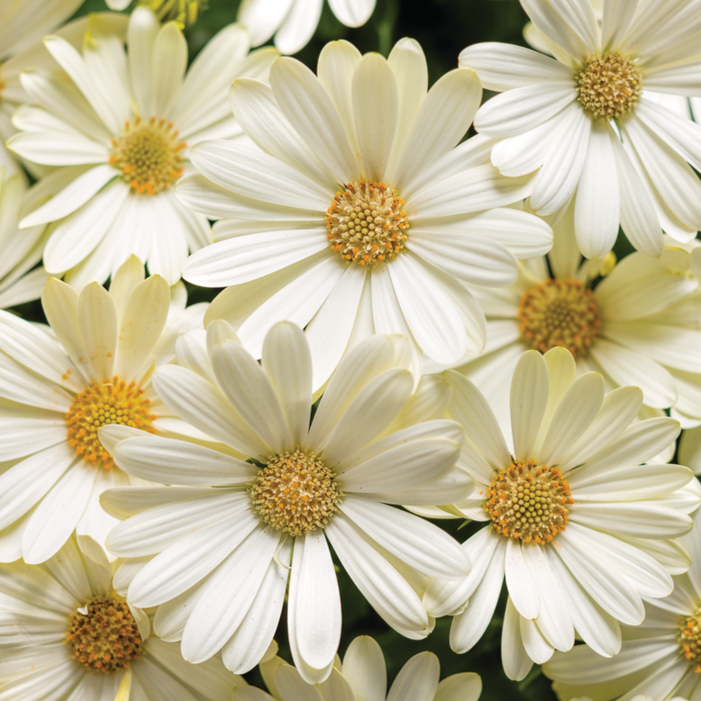 Bright Lights White African Daisy up close.