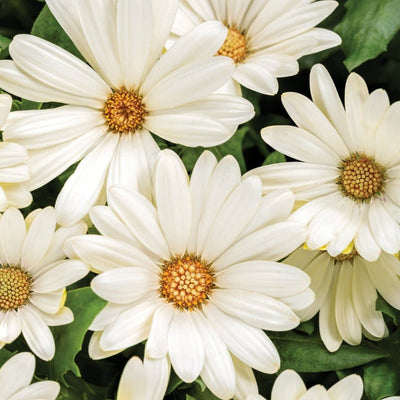 Bright Lights White African Daisy up close.