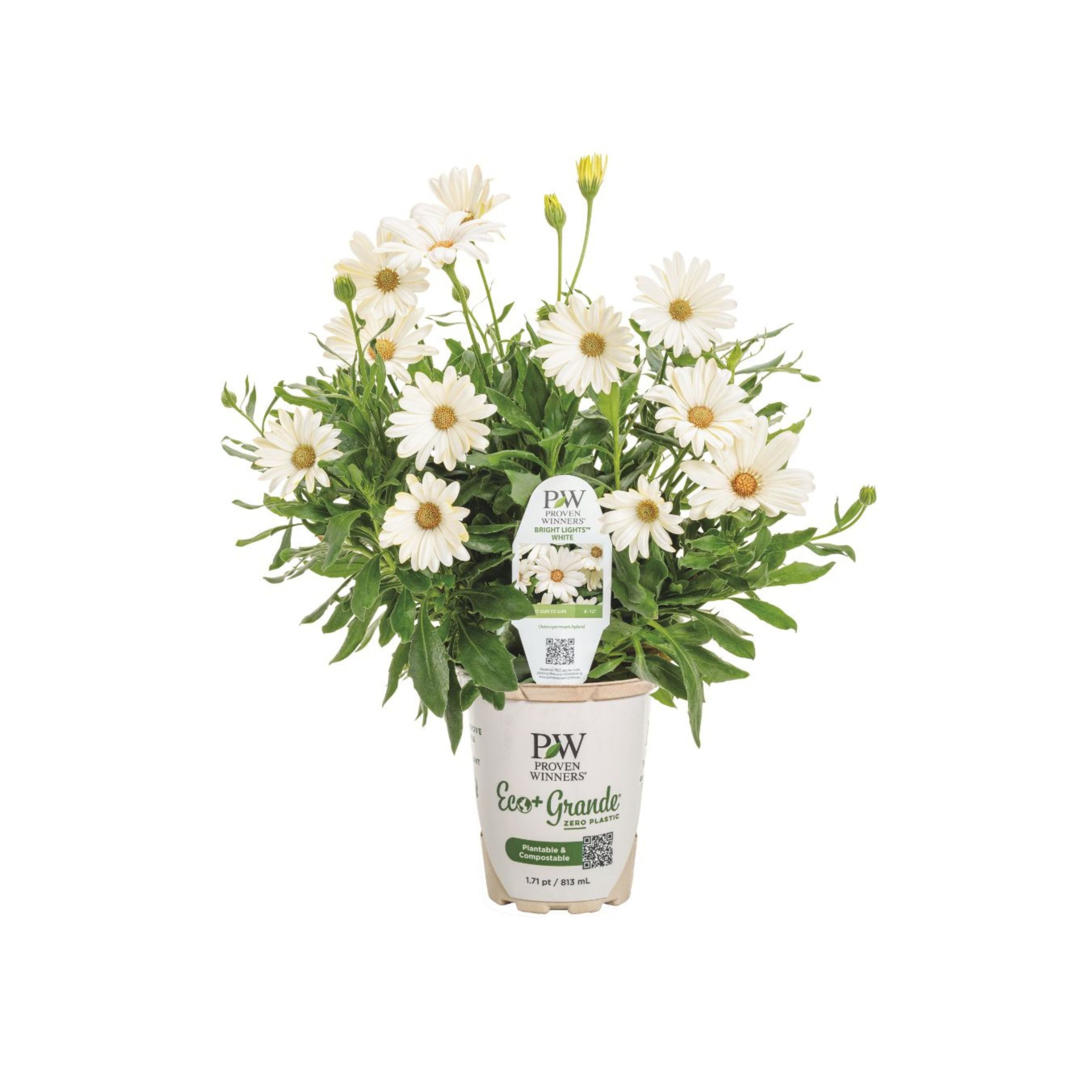 African Daisy | Bright Lights™ White | Proven Winners® Annuals