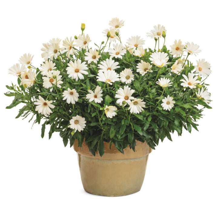 Bright Lights™ White African Daisy (Osteospermum)