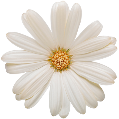 Bright Lights White Bright Lights White African Daisy in macro.