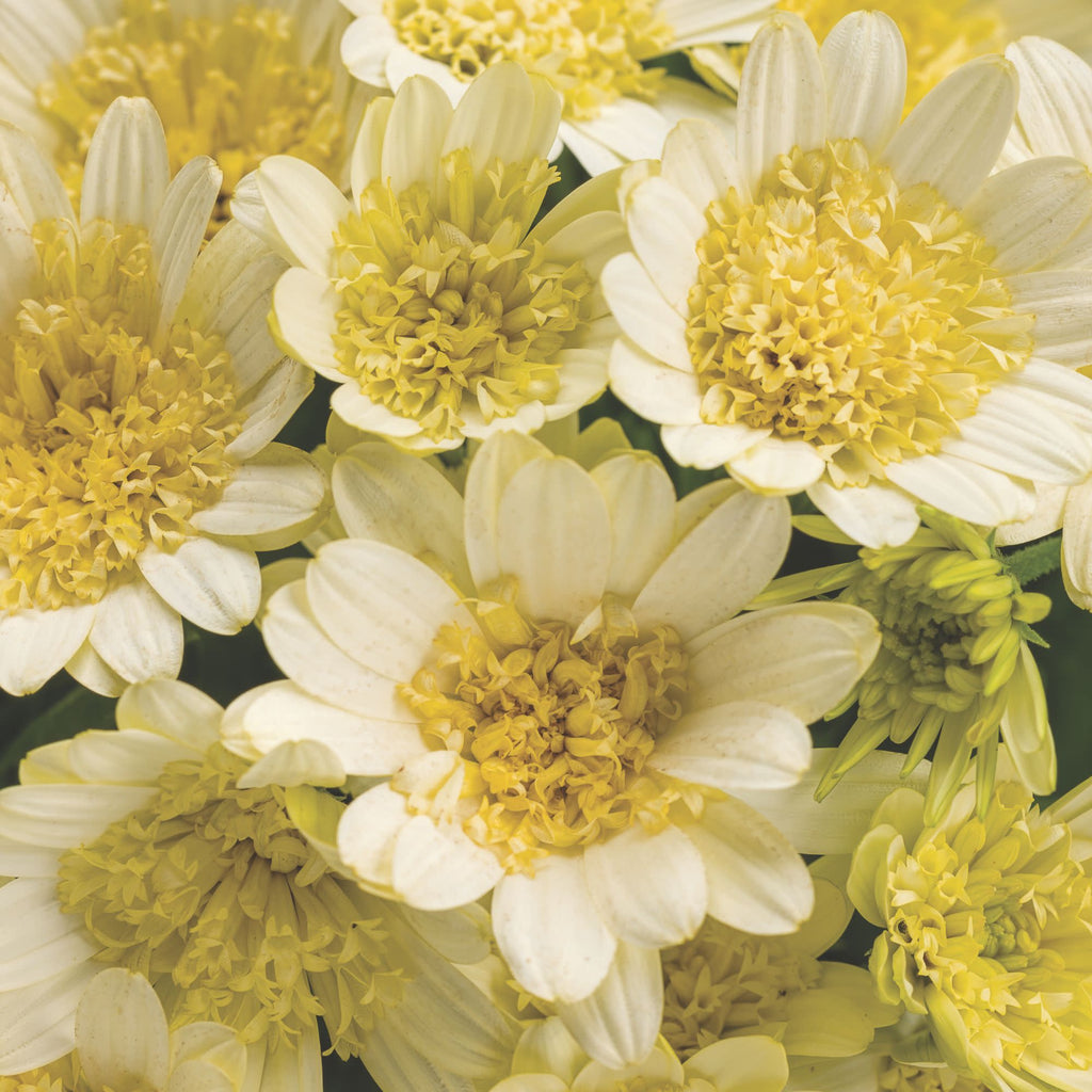 African Daisy | Bright Lights™ Double Moonglow | Proven Winners