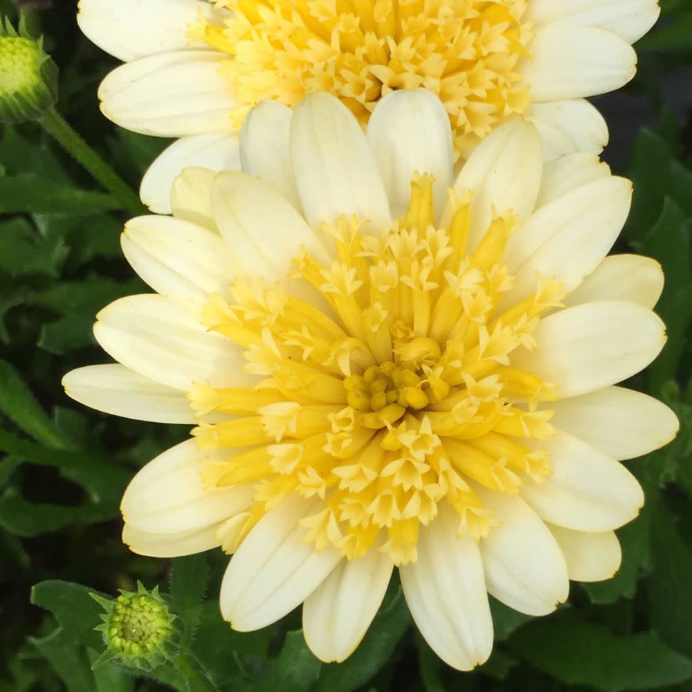 OSTPRW252-CloseUp-2.jpg?v=