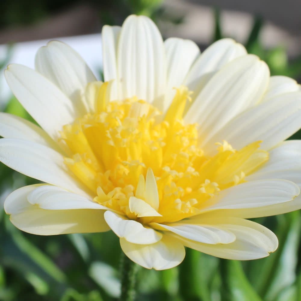 OSTPRW252-CloseUp-3.jpg?v=