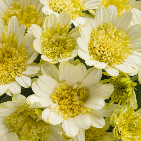 Bright Lights™ Double Moonglow African Daisy (Osteospermum)