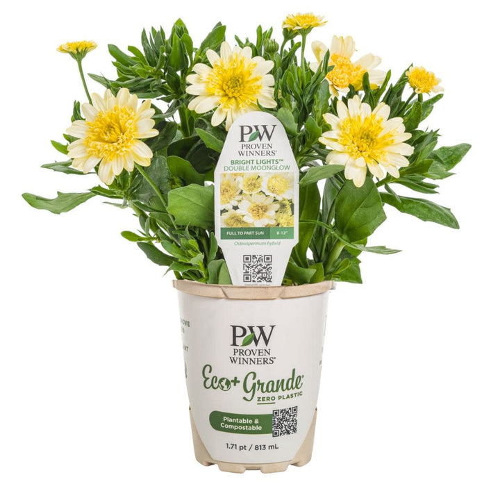 Bright Lights™ Double Moonglow African Daisy (Osteospermum)