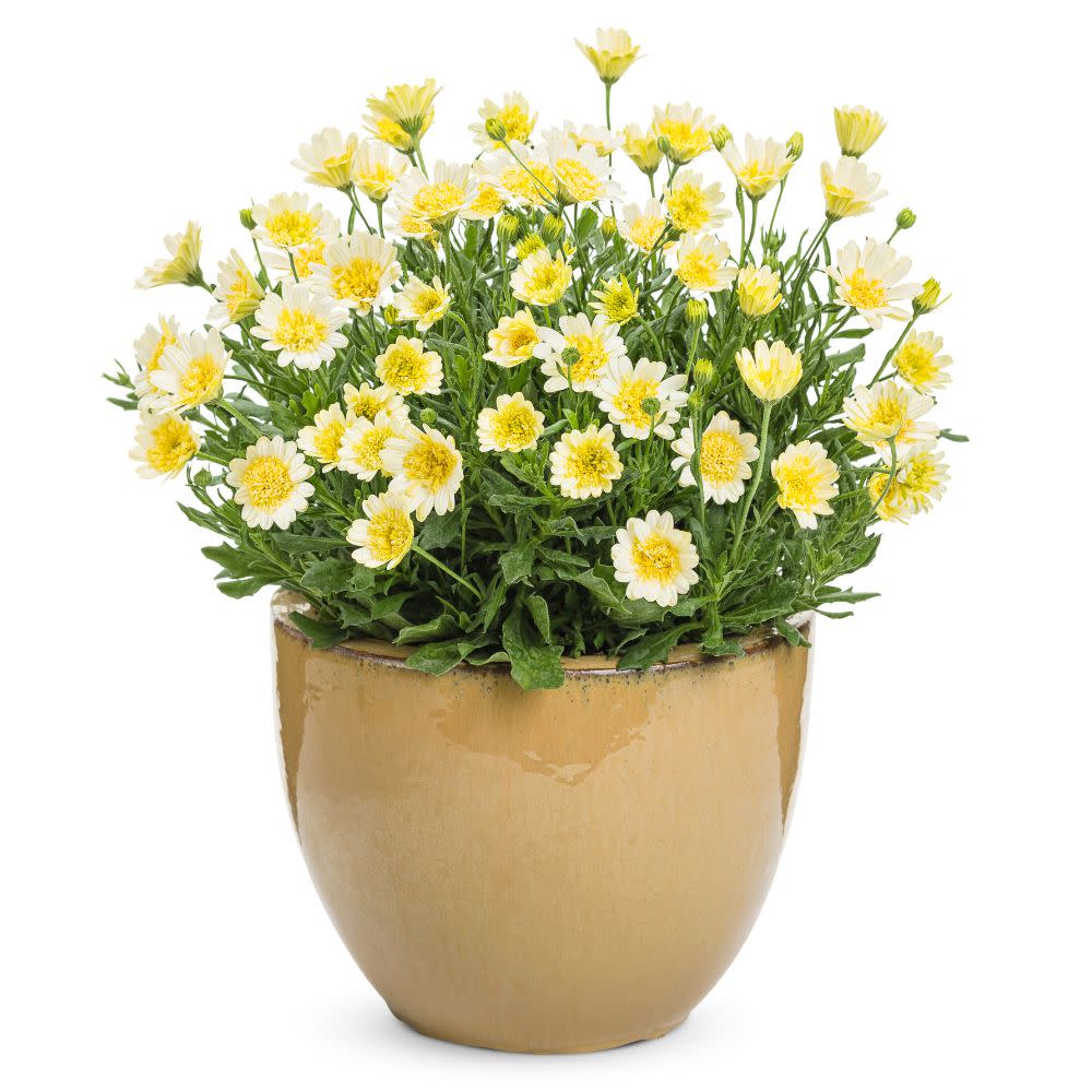 African Daisy | Bright Lights™ Double Moonglow | Proven Winners