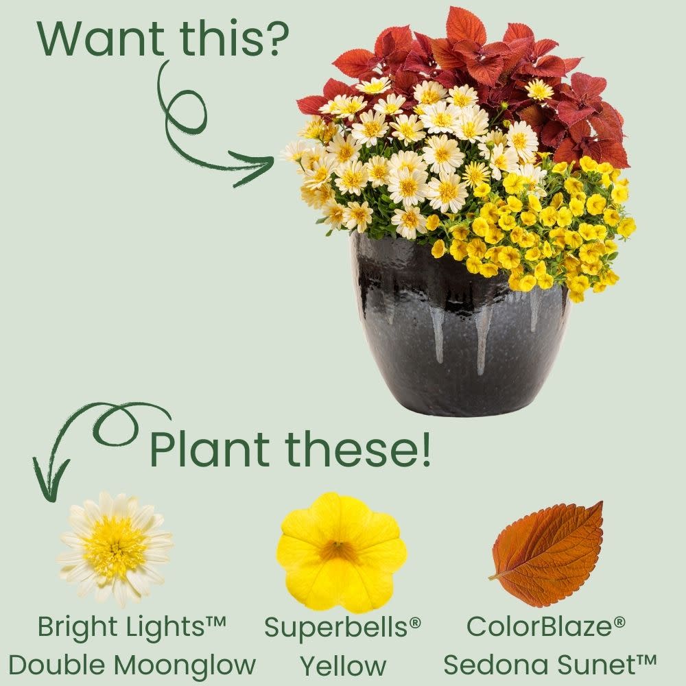 African Daisy | Bright Lights™ Double Moonglow | Proven Winners
