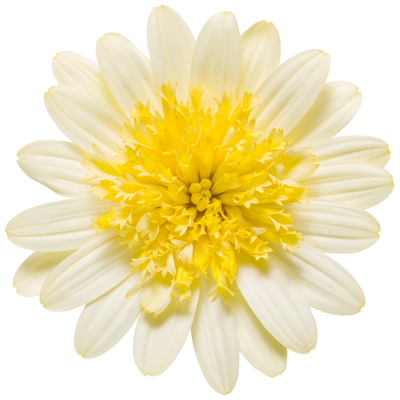 Bright Lights Double Moonglow Bright Lights Double Moonglow African Daisy in macro.