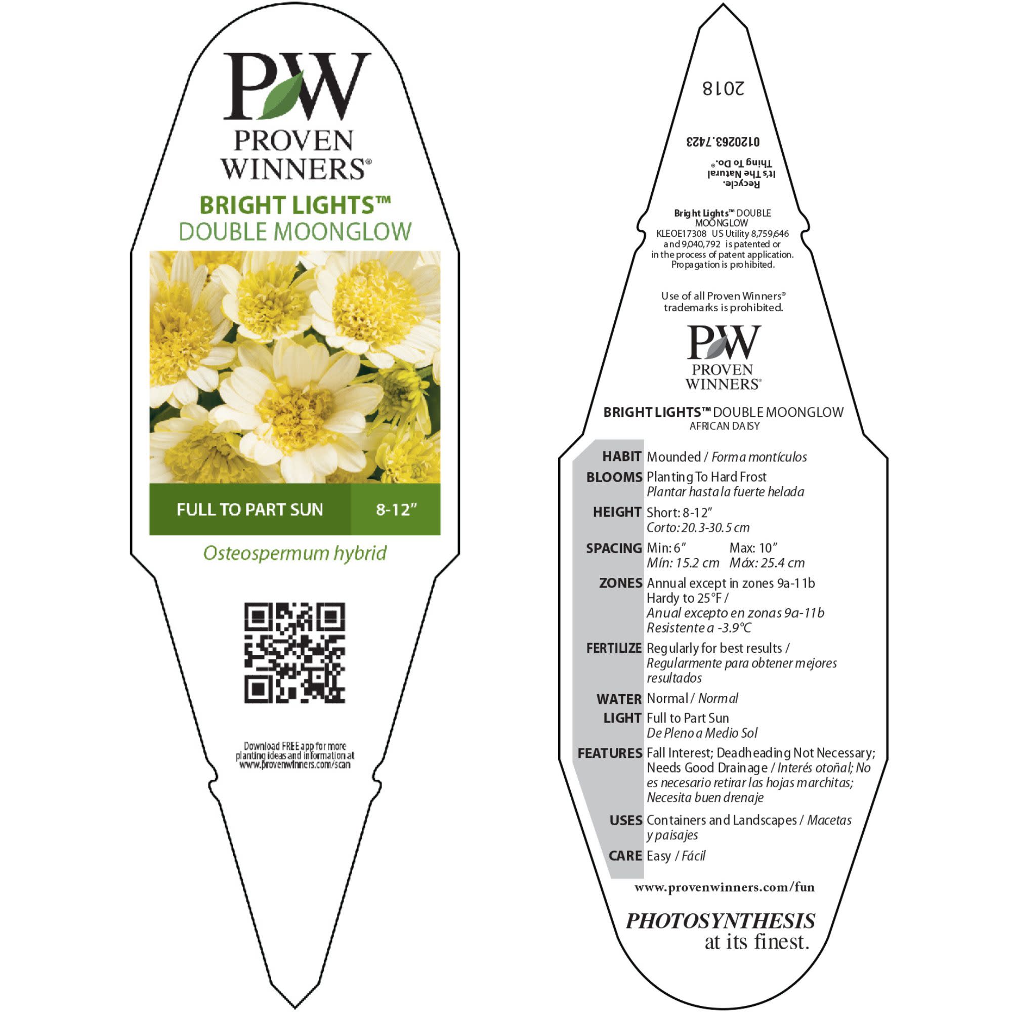 African Daisy | Bright Lights™ Double Moonglow | Proven Winners