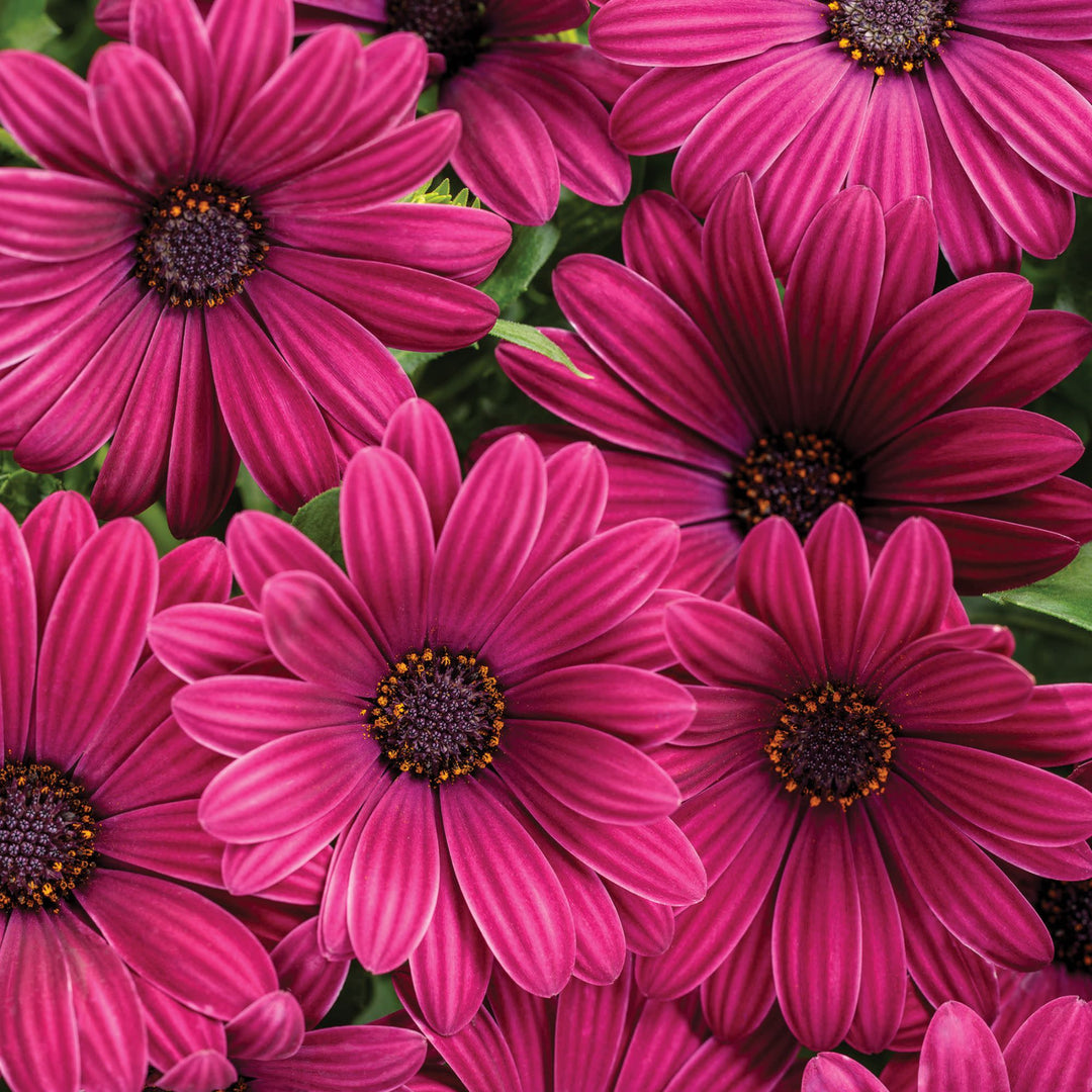African Daisy | Bright Lights™ Purple | Proven Winners® Annuals