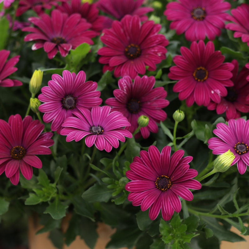 Bright Lights Purple African Daisy up close.