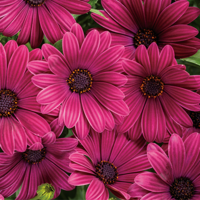 Bright Lights Purple African Daisy up close.