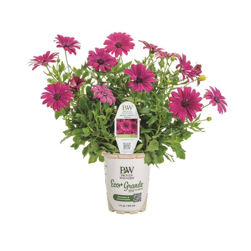 Bright Lights™ Purple African Daisy (Osteospermum)