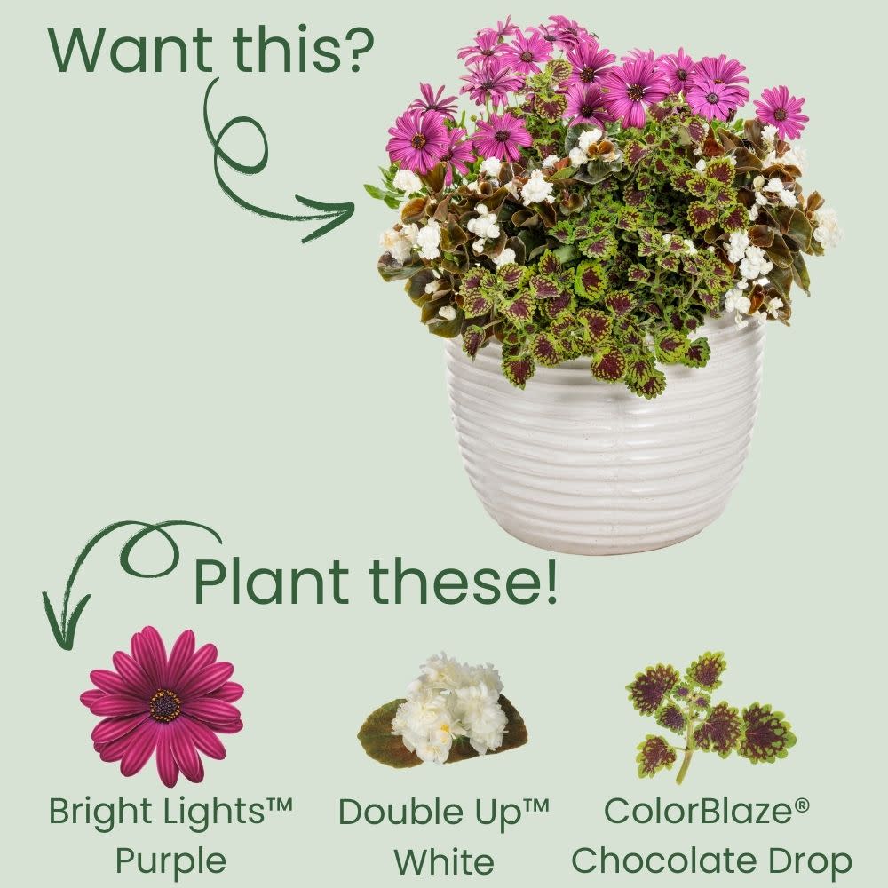 African Daisy | Bright Lights™ Purple | Proven Winners® Annuals