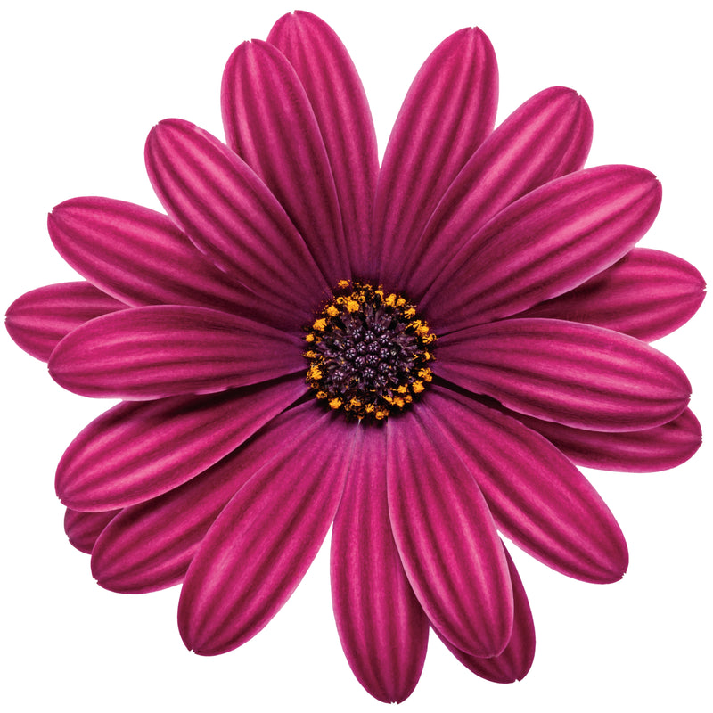 Bright Lights™ Purple African Daisy (Osteospermum hybrid)