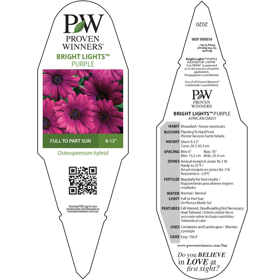 African Daisy | Bright Lights™ Purple | Proven Winners® Annuals