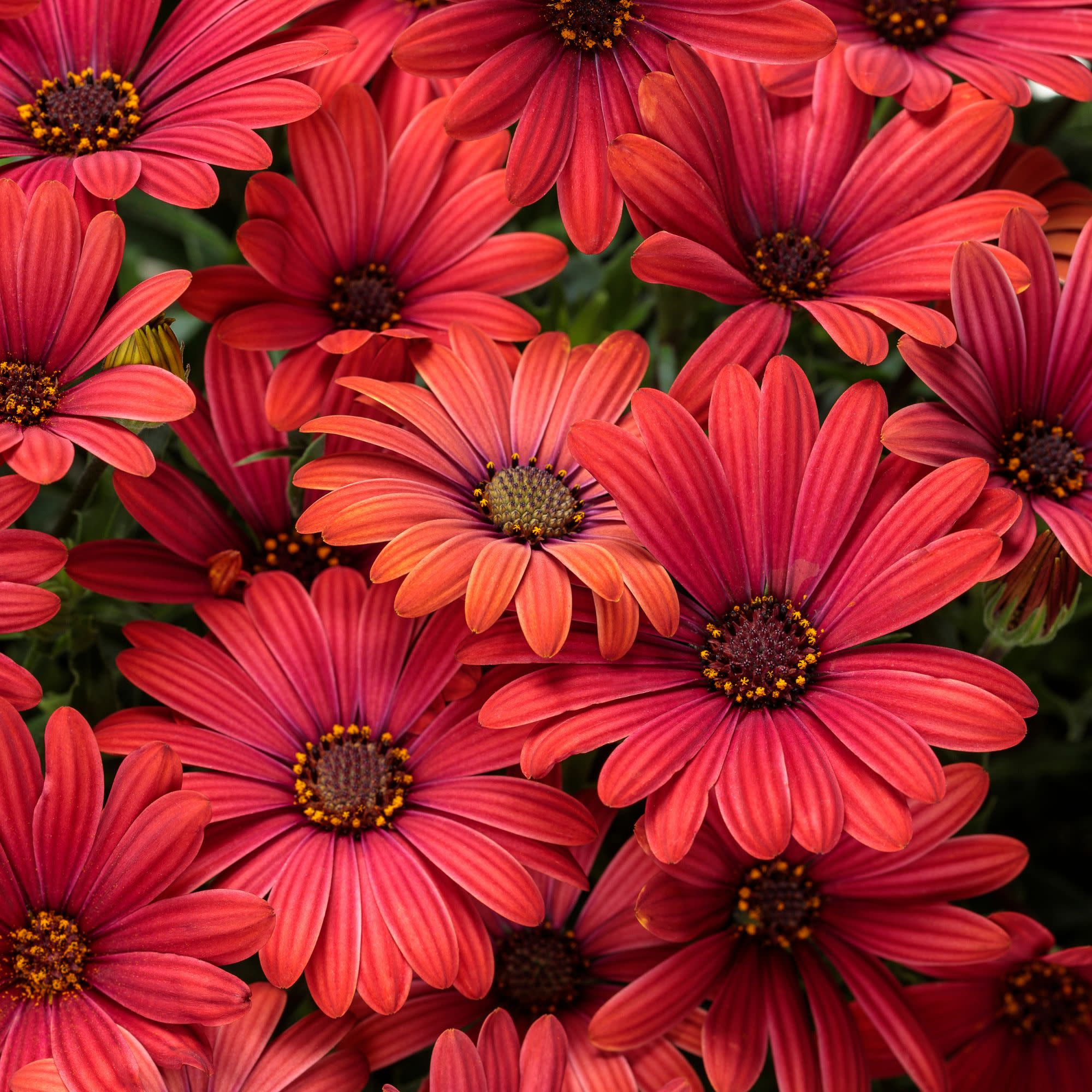 African Daisy | Bright Lights™ Red | Proven Winners® Annuals