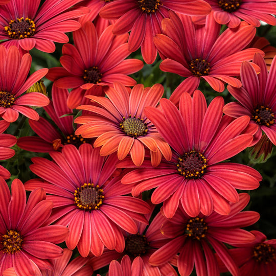 Bright Lights™ Red African Daisy (Osteospermum)