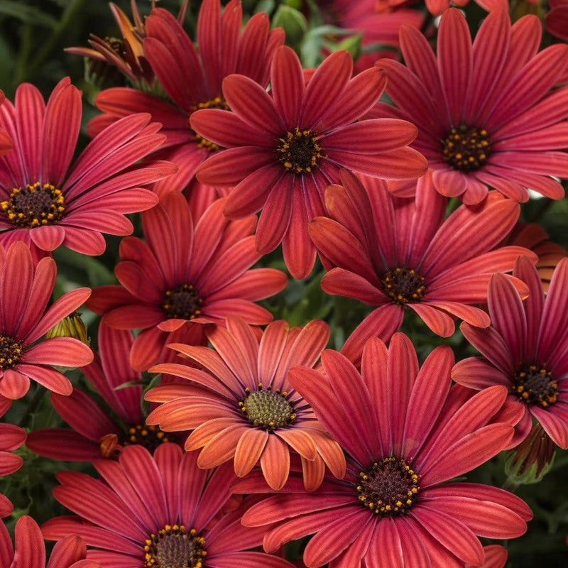 Bright Lights Red African Daisy up close.