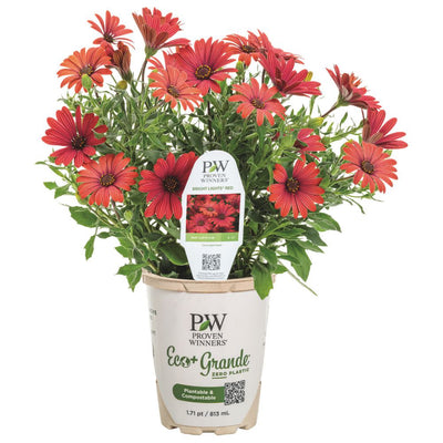 Bright Lights™ Red African Daisy (Osteospermum hybrid)