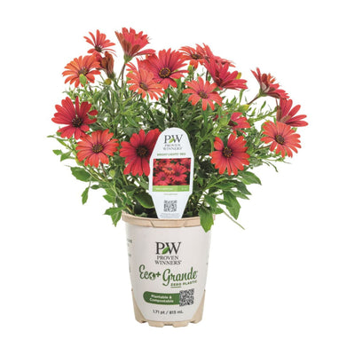 Bright Lights™ Red African Daisy (Osteospermum)