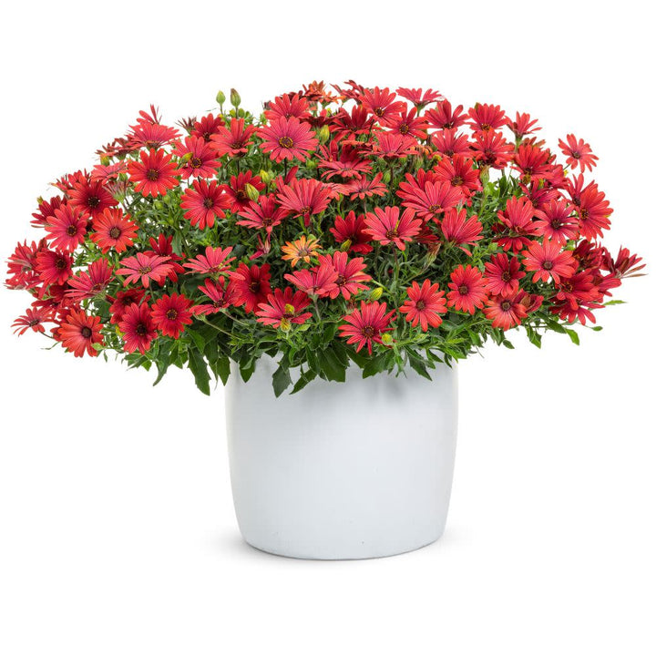 Bright Lights™ Red African Daisy (Osteospermum)
