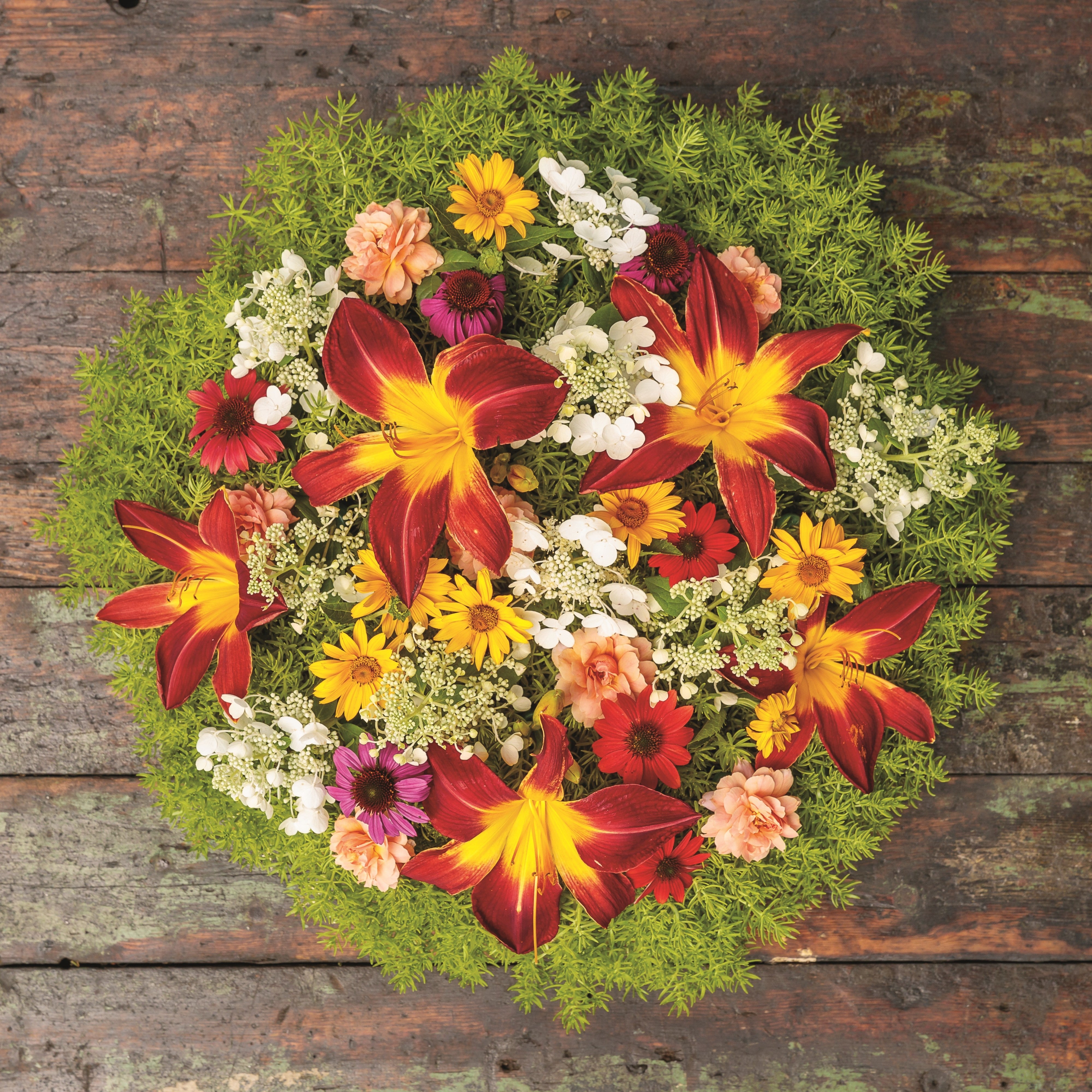 African Daisy | Bright Lights™ Red | Proven Winners® Annuals