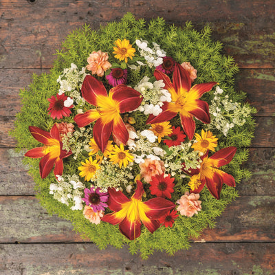 Bright Lights™ Red African Daisy (Osteospermum hybrid)