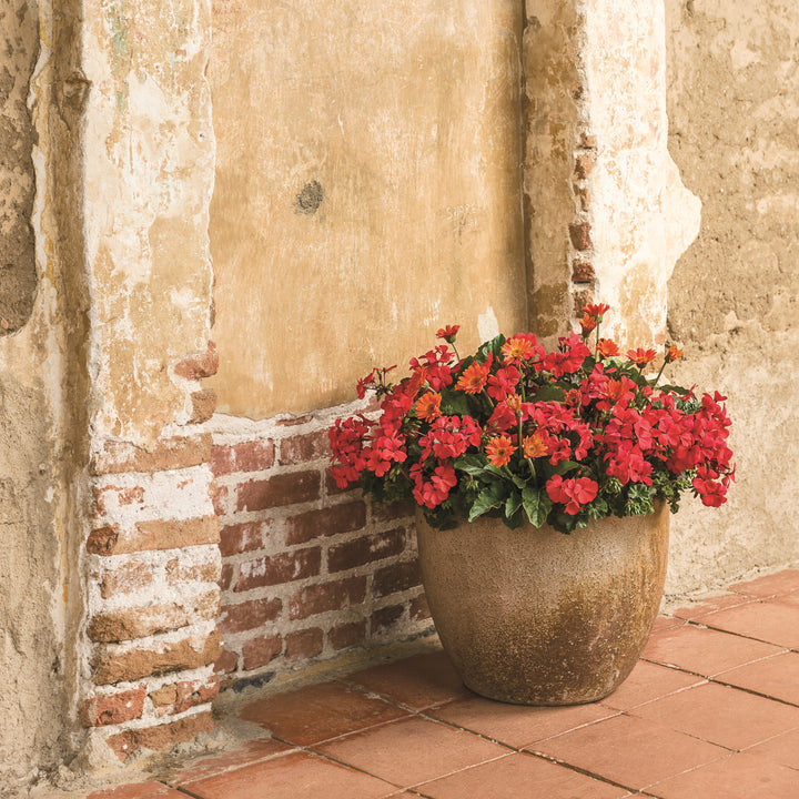 African Daisy | Bright Lights™ Red | Proven Winners® Annuals