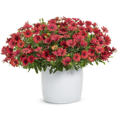 Bright Lights™ Red African Daisy (Osteospermum hybrid)